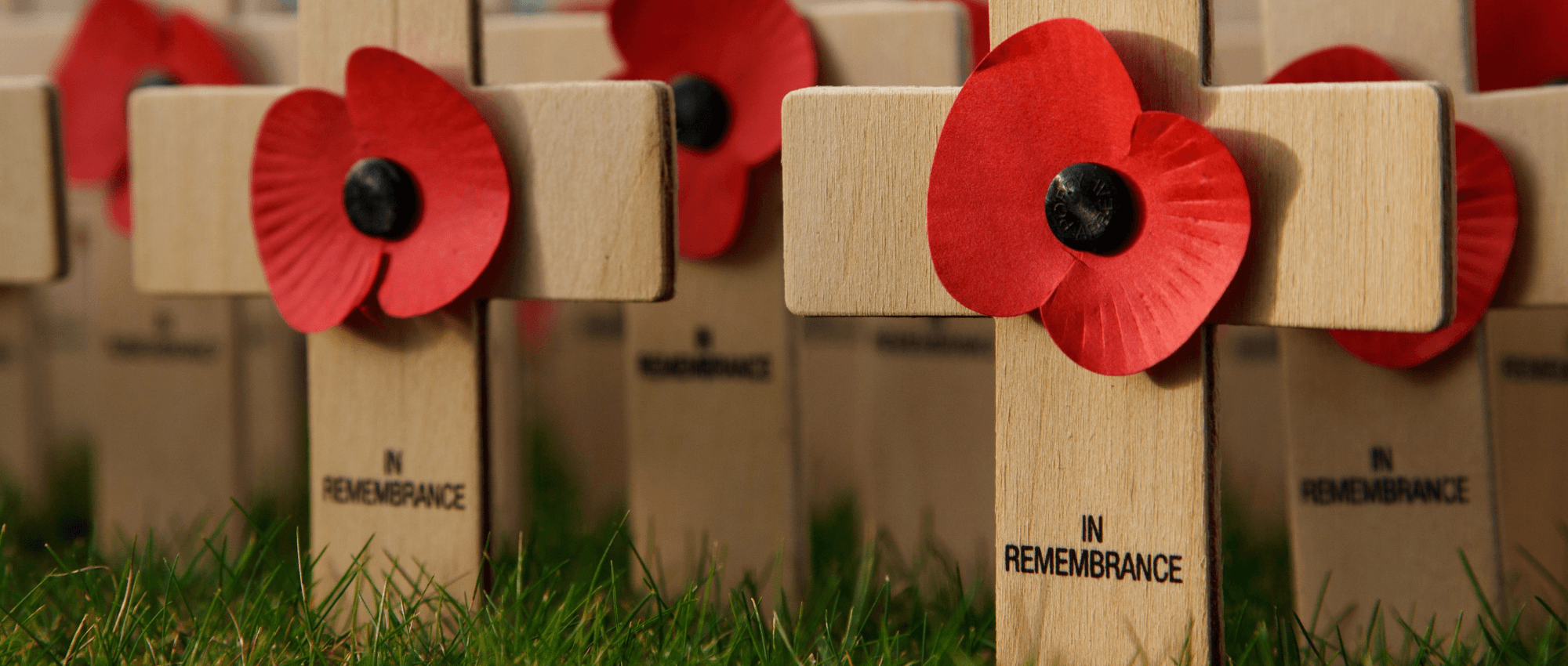 remembrance day crosses with poppies